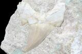 Otodus Shark Tooth Fossil In Rock - Eocene #87001-1